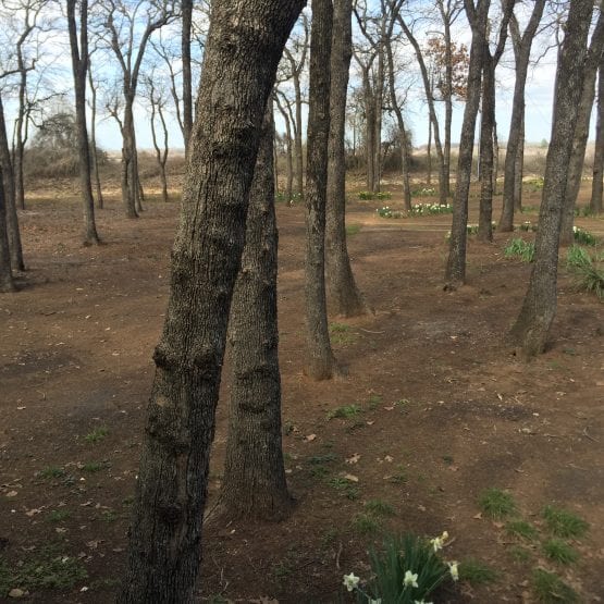 52477889 7514 4AC1 9628 27AAF334239B 555x555 1