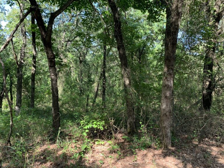 TBD HCR 1307 JUNGLE 1 1200x900 1 768x576