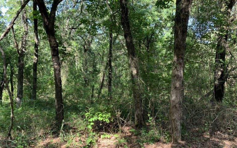 TBD HCR 1307 JUNGLE 850x530 1 1 768x479